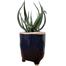 Load image into Gallery viewer, Aloe maidu - Hybrid Plant - 8.5cm pot
