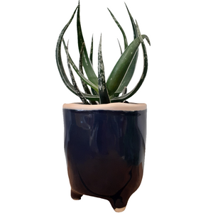 Aloe maidu - Hybrid Plant - 8.5cm pot