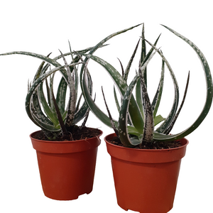 Aloe maidu - Hybrid Plant - 8.5cm pot