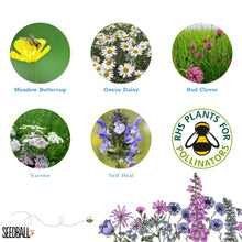 Load image into Gallery viewer, Bee Seedball Wildflower Boxes
