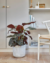 Load image into Gallery viewer, Ivyline Tivoli Indoor Planter - H25cm x D26cm
