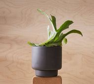 Botany Porcelain plant pot - Medium, 15cm