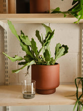 Load image into Gallery viewer, Botany porcelain plant pot - Large, 18.5cm
