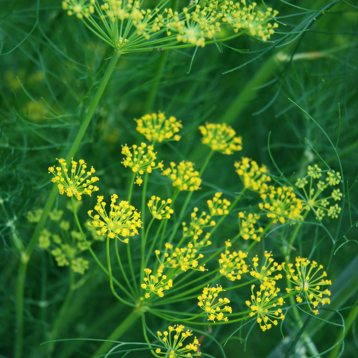Dill Mammouth Long Island – Cornercopia Store