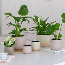 Load image into Gallery viewer, Celeste Planter
