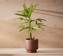 Load image into Gallery viewer, Botany Porcelain plant pot - Medium, 15cm
