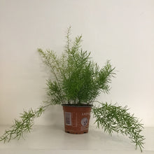 Load image into Gallery viewer, Asparagus fern mix - Asparagus Fern, 12cm pot.
