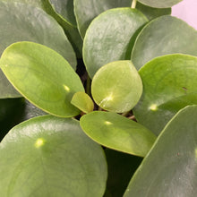 Load image into Gallery viewer, Pilea Peperomioides - Chinese money plant, 11cm Pot
