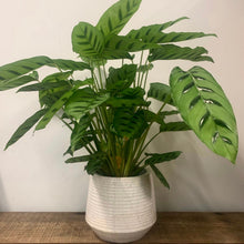 Load image into Gallery viewer, Calathea Leopardina, 17cm Pot
