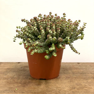 Crassula Marnieriana ‘Hottentot’, 14cm Pot