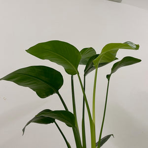 Strelitzia nicolai - Bird of Paradise, 19cm Pot