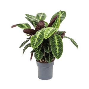 Calathea Warscewiczii - Jungle Velvet Calathea, 14cm Pot