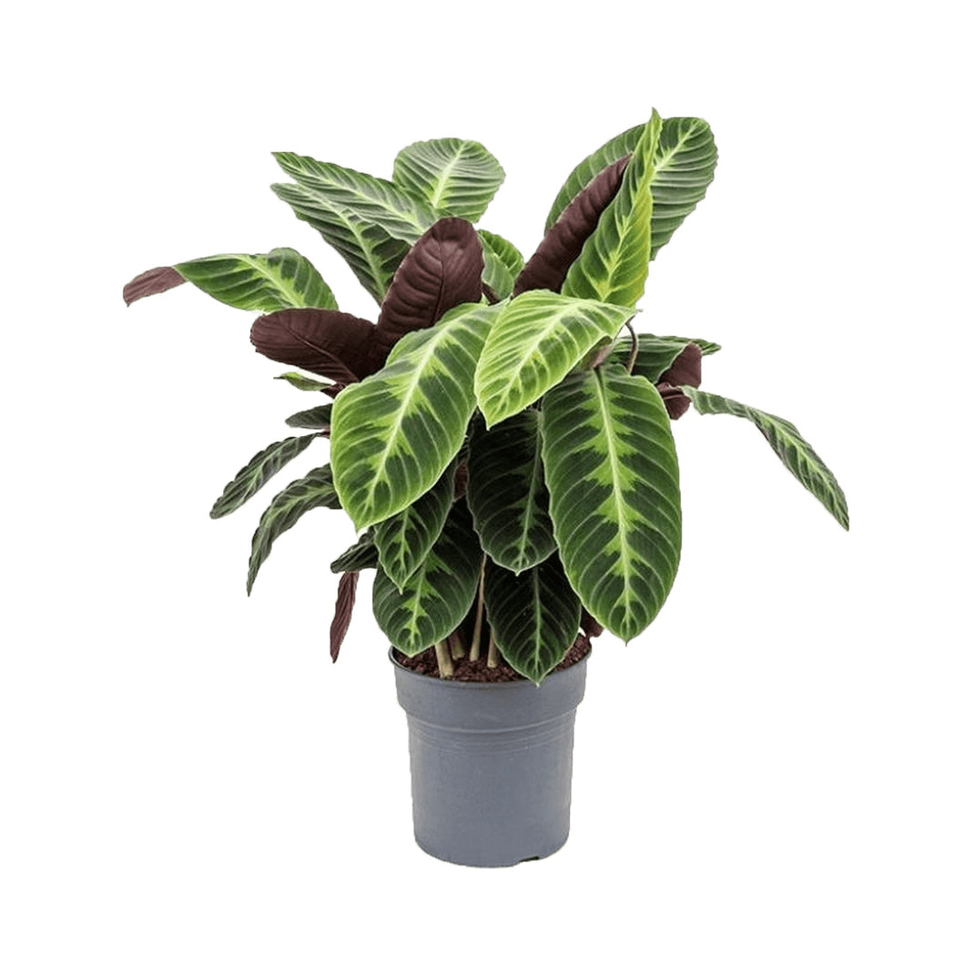 Calathea Warscewiczii - Jungle Velvet Calathea, 14cm Pot