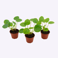 Pilea Peperomioides - Chinese money plant, 6cm Pot