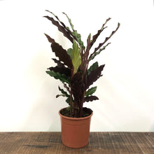 Load image into Gallery viewer, Calathea Rufibarba - Velvet Calathea, 13cm Pot
