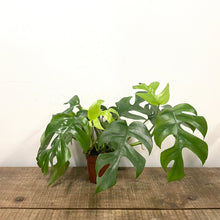 Load image into Gallery viewer, Monstera Minima, 12cm Pot
