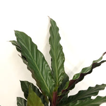 Load image into Gallery viewer, Calathea Rufibarba - Velvet Calathea, 13cm Pot
