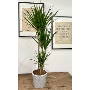 Dracaena Marginata - Dragon Tree, 21cm Pot