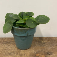 Pilea Peperomioides - Chinese money plant, 11cm Pot