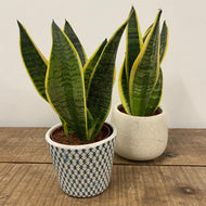 Sansevieria futura superba - Snake Plant, 12cm pot.