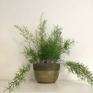 Asparagus fern mix - Asparagus Fern, 12cm pot.