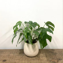 Load image into Gallery viewer, Monstera Minima, 12cm Pot
