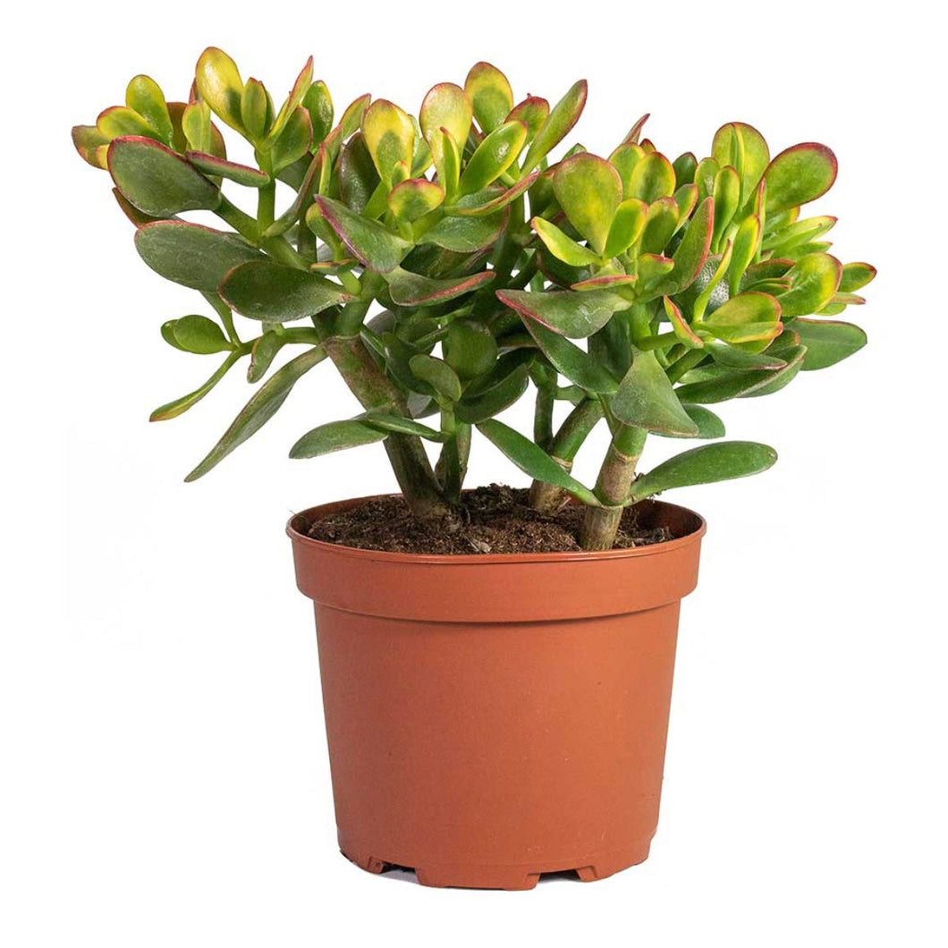 Crassula Ovata - Jade Plant, 12cm Pot