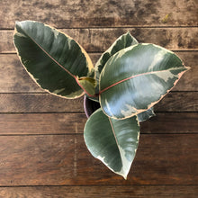 Load image into Gallery viewer, Ficus Tineke - Variegated Rubber Plant, 12cm Pot
