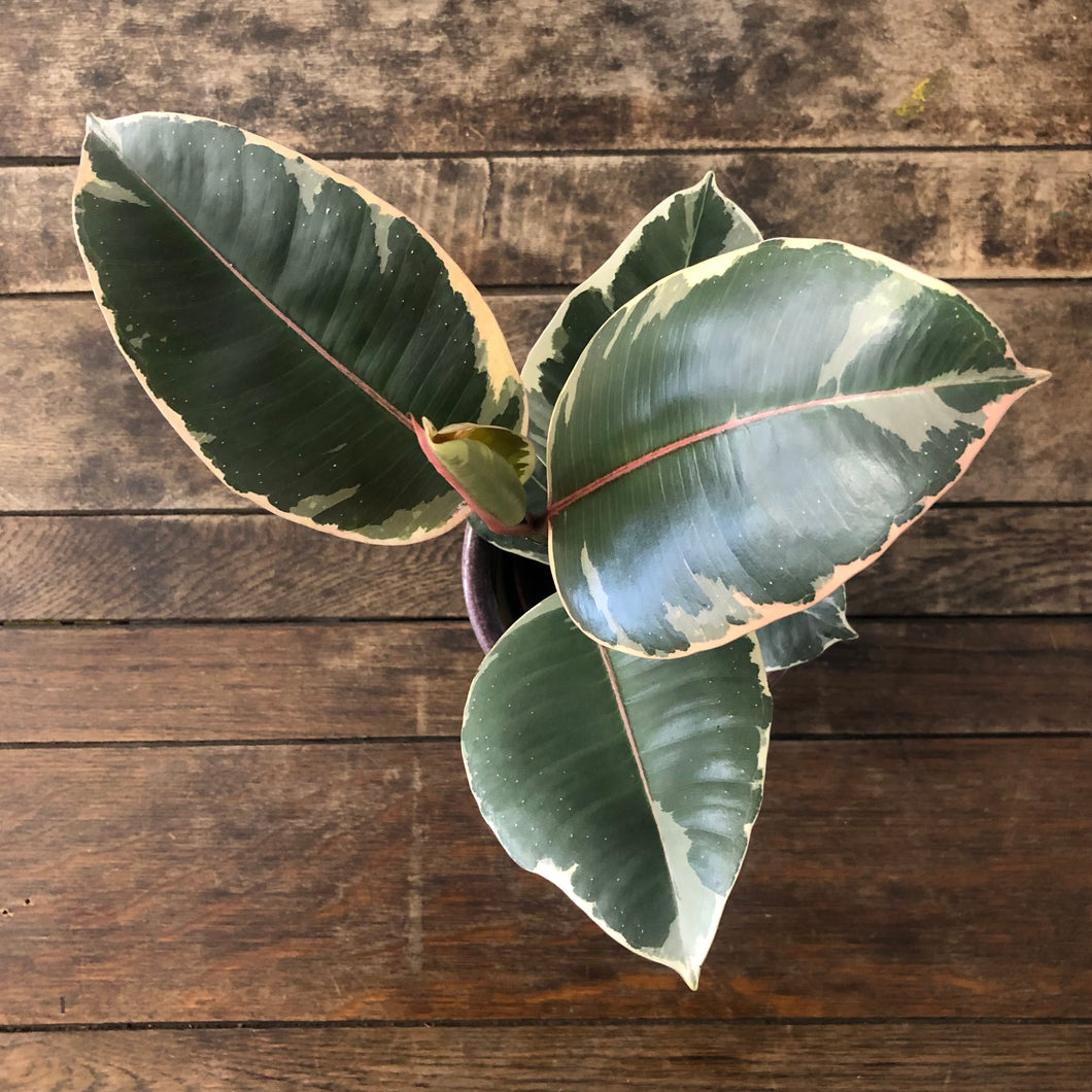 Ficus Tineke - Variegated Rubber Plant, 12cm Pot