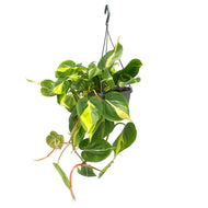 Philodendron Scandens Brasil, 14cm  Pot