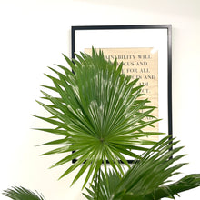 Load image into Gallery viewer, Livistona Rotundifolia - Fan Palm, 24cm Pot
