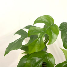 Load image into Gallery viewer, Monstera Minima, 12cm Pot
