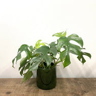Monstera Minima, 12cm Pot