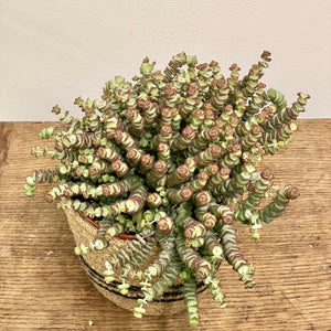 Crassula Marnieriana ‘Hottentot’, 13cm Pot