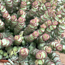 Load image into Gallery viewer, Crassula Marnieriana ‘Hottentot’, 11cm Pot
