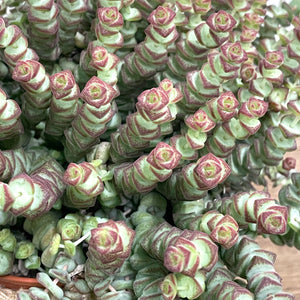 Crassula Marnieriana ‘Hottentot’, 11cm Pot