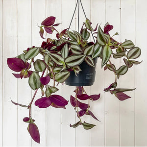 Tradescantia Zebrina ‘Violet Hill’, 15cm Hanging Pot