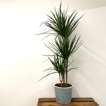 Load image into Gallery viewer, Dracaena Marginata - Dragon Tree, 21cm Pot
