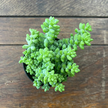 Load image into Gallery viewer, Sedum Morganianum - Burro’s Tail, 11cm Pot
