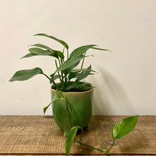 Load image into Gallery viewer, Epipremnum Pinnatum - Cebu Blue Pothos, 15cm Pot
