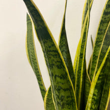 Load image into Gallery viewer, Sansevieria Laurentii - Snake Plant , 21cm pot.
