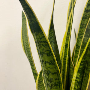 Sansevieria Laurentii - Snake Plant , 21cm pot.