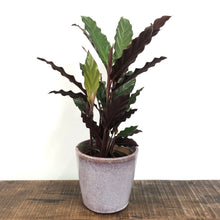 Load image into Gallery viewer, Calathea Rufibarba - Velvet Calathea, 13cm Pot
