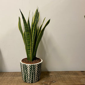 Sansevieria Laurentii - Snake Plant , 21cm pot.