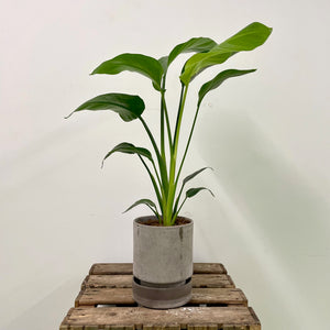 Strelitzia nicolai - Bird of Paradise, 19cm Pot