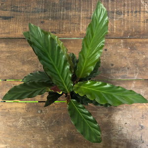 Calathea Rufibarba - Velvet Calathea, 13cm Pot