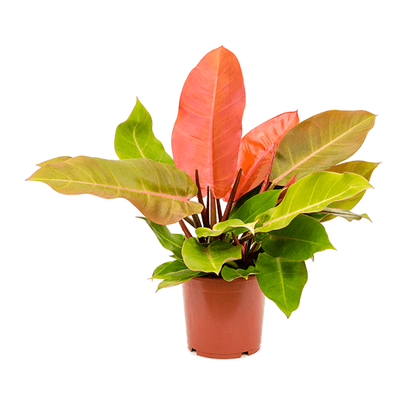 Philodendron ‘Prince of Orange’, 17cm Pot (RARE PLANT!)