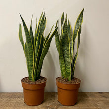 Load image into Gallery viewer, Sansevieria Laurentii - Snake Plant , 21cm pot.
