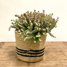 Load image into Gallery viewer, Crassula Marnieriana ‘Hottentot’, 14cm Pot
