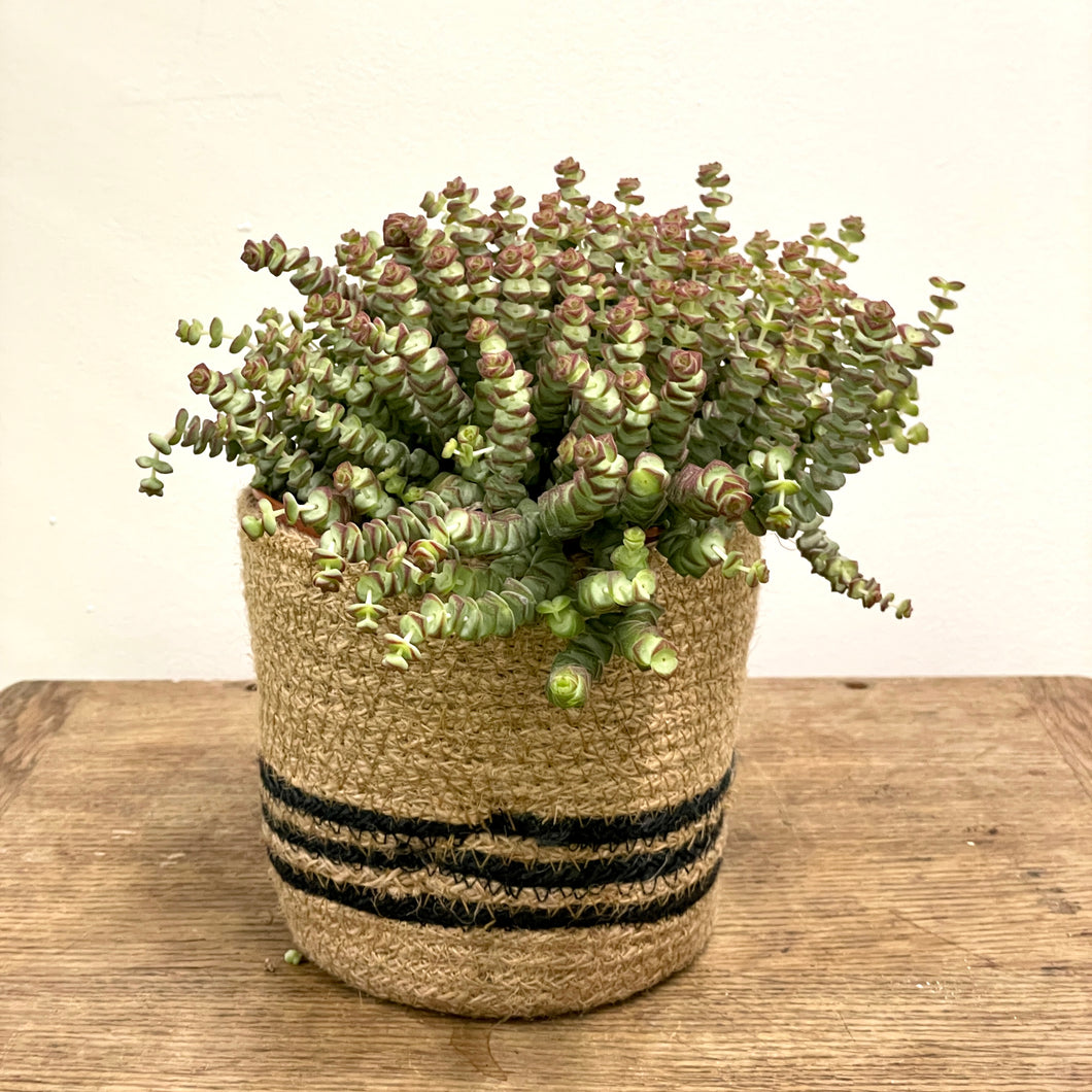 Crassula Marnieriana ‘Hottentot’, 14cm Pot